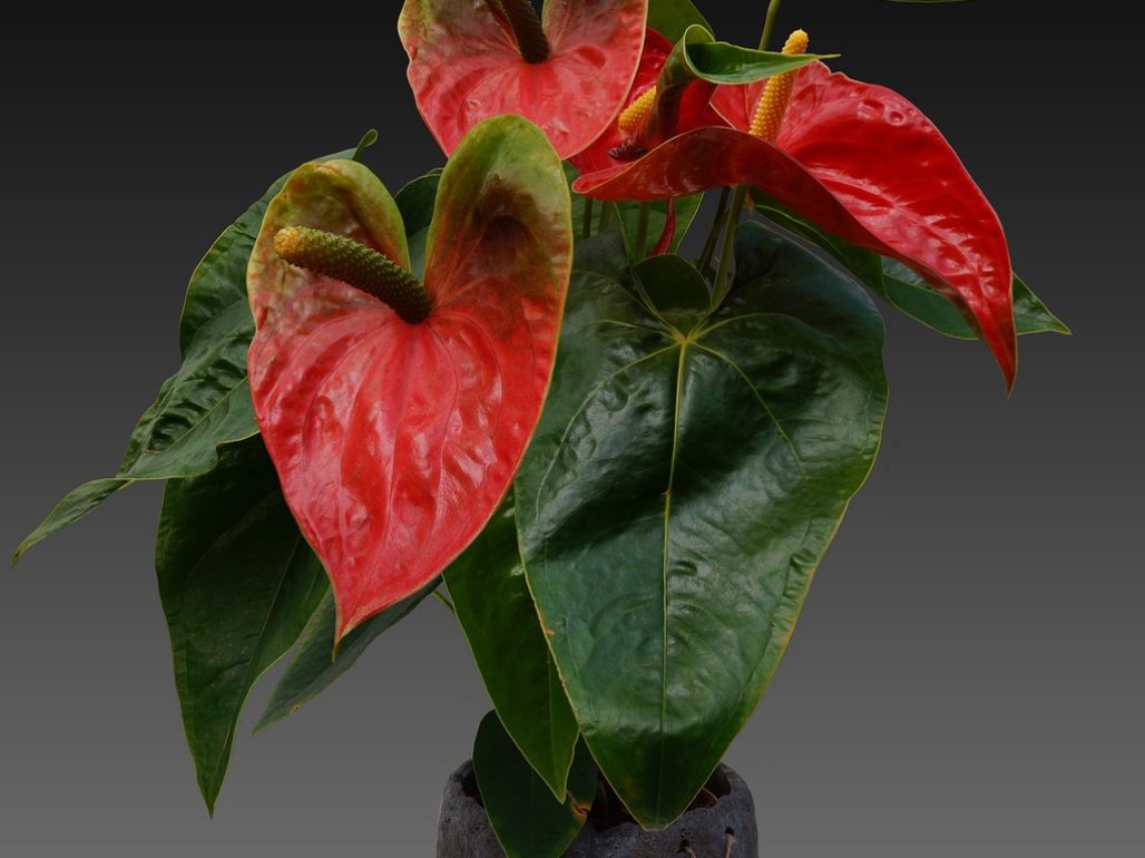 anthurium-1045987_1280