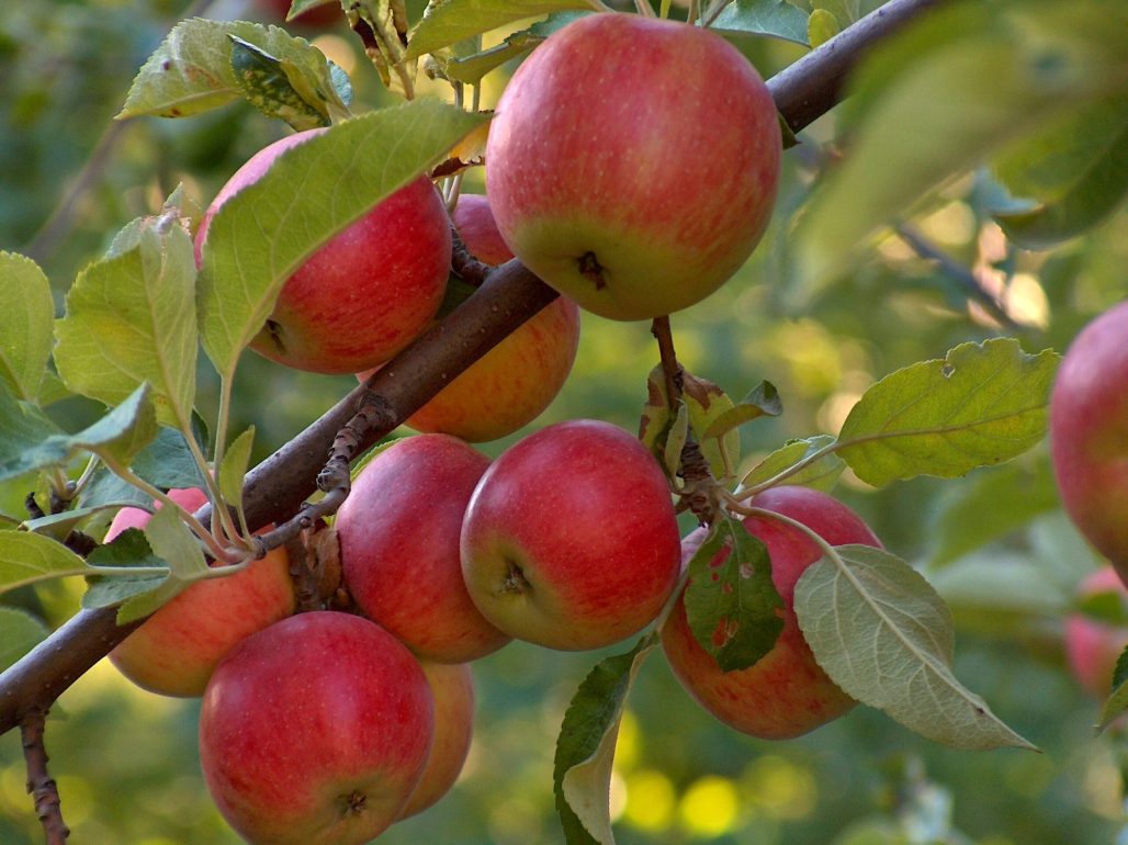 apple-1327789