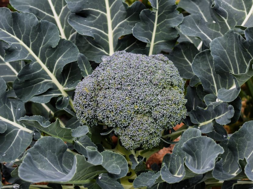 broccoli-2060839_1280