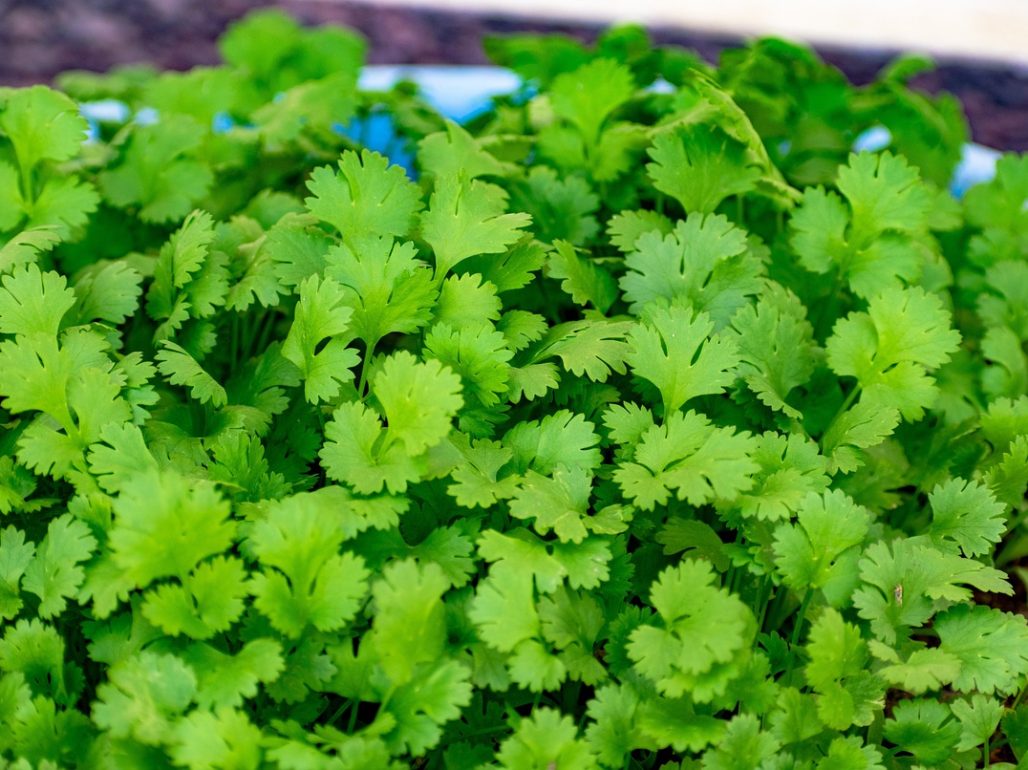 coriander-6744639_1280