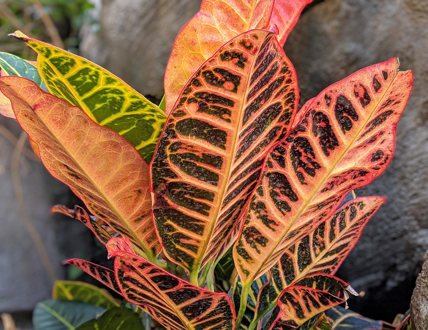 croton-8063651_1920
