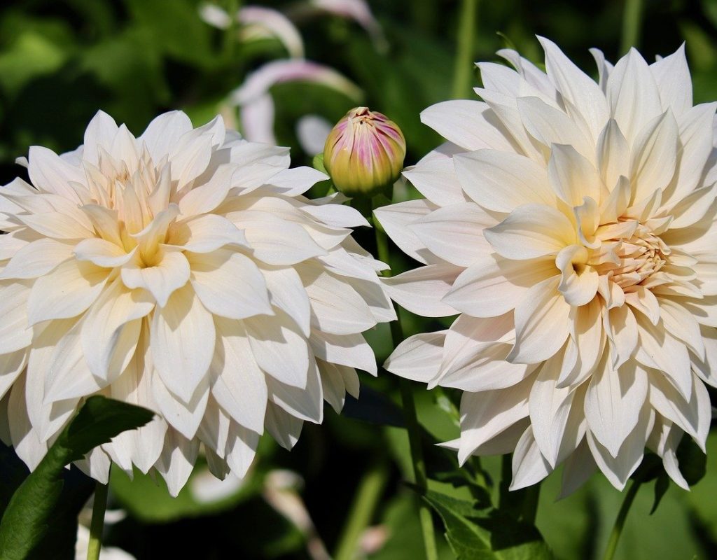 dahlias-8258327_1280
