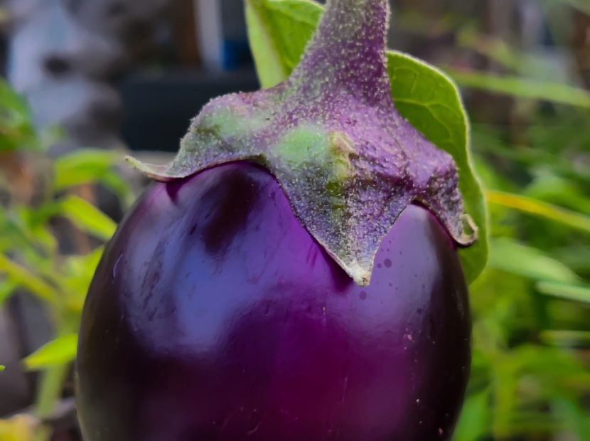 eggplant-5595572_1280