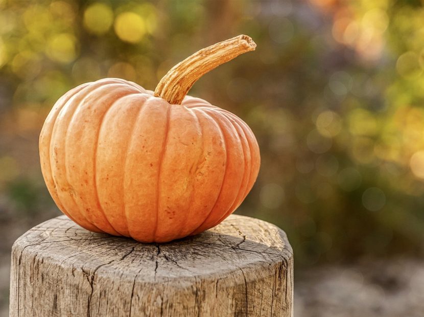 harvest-4454745_1280