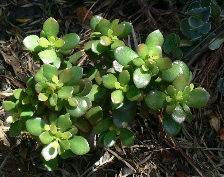 jade-5220309_1280