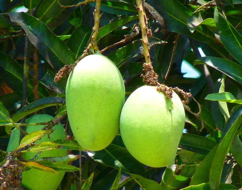 mango-51995_1280