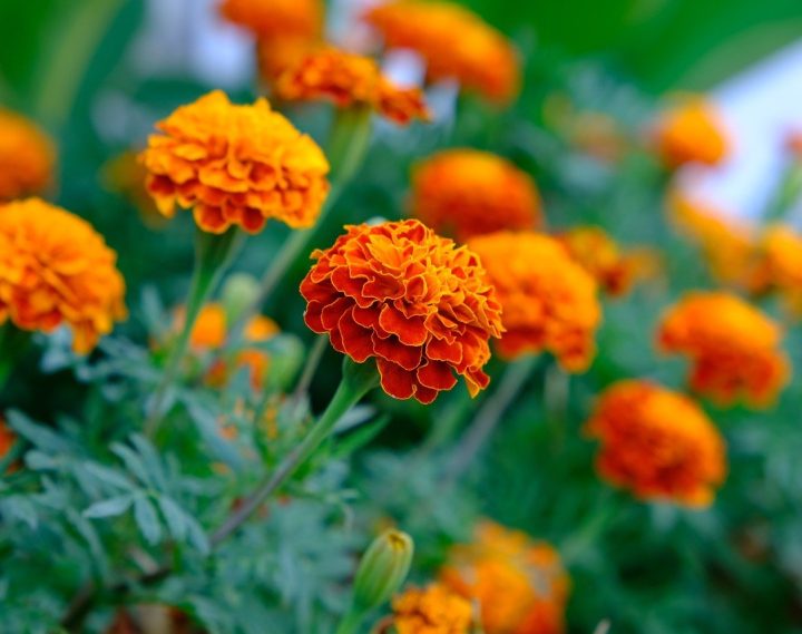 marigold-8227121_1280