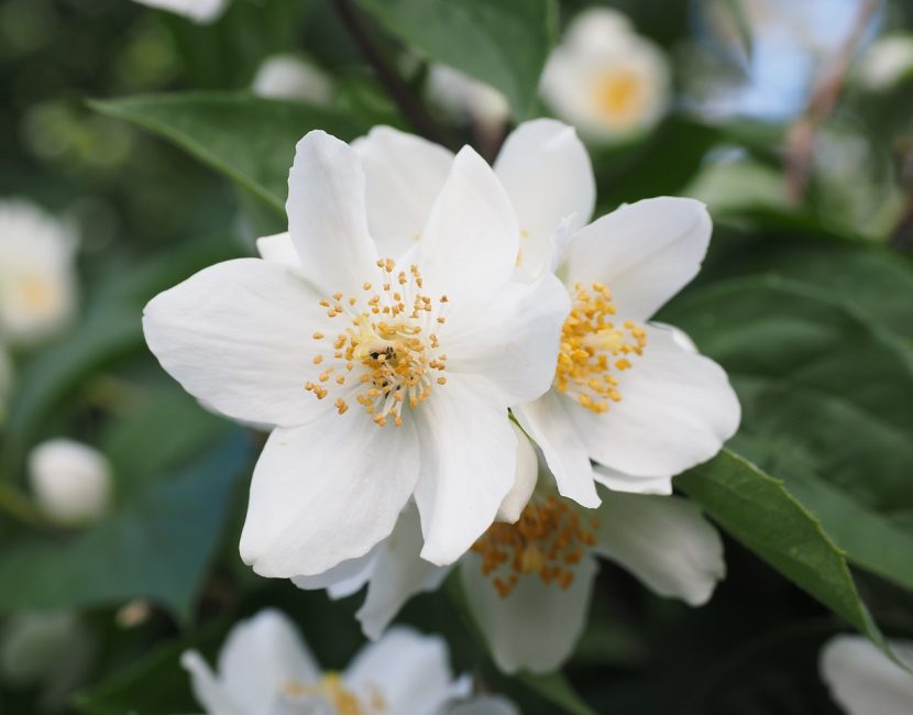 mock-orange-505443_1280