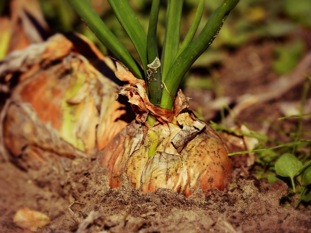 onion-3706937_1280