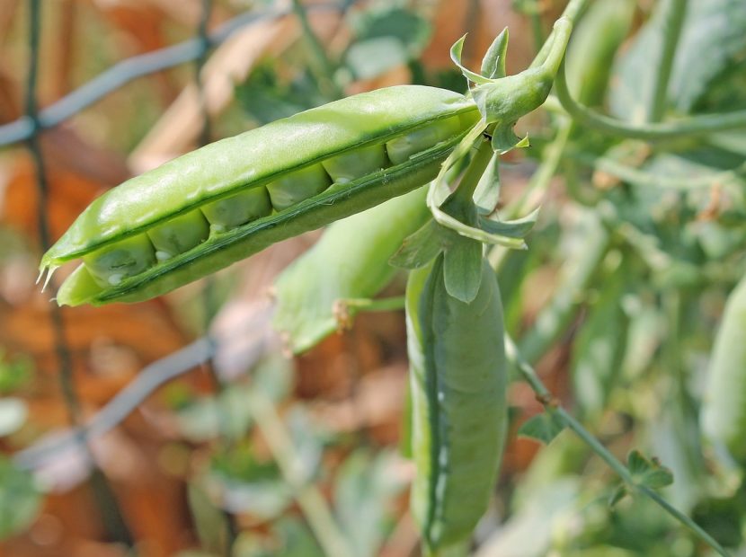 pea-6003632_1280