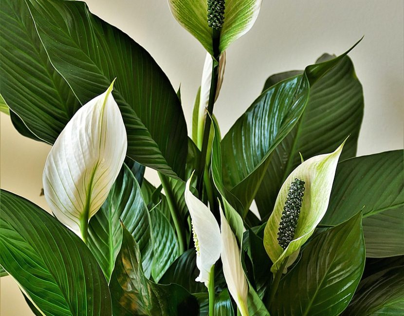 peace-lilies-4269365_1280