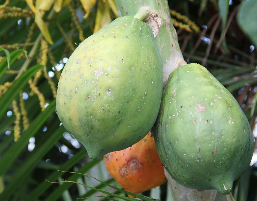 ripe-papaya-1634867_1280