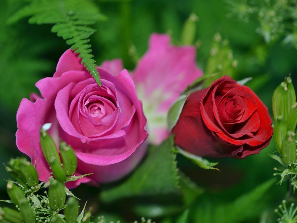 roses-208980_1280