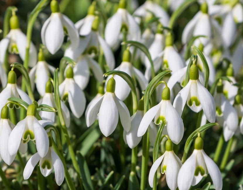 snowdrops-8623783_1280