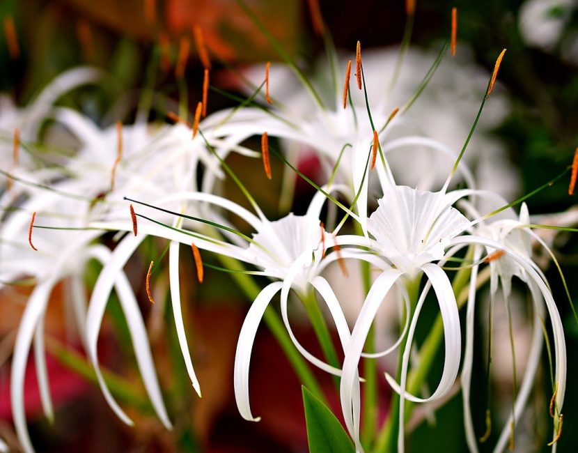 spider-lily-7928877_1280