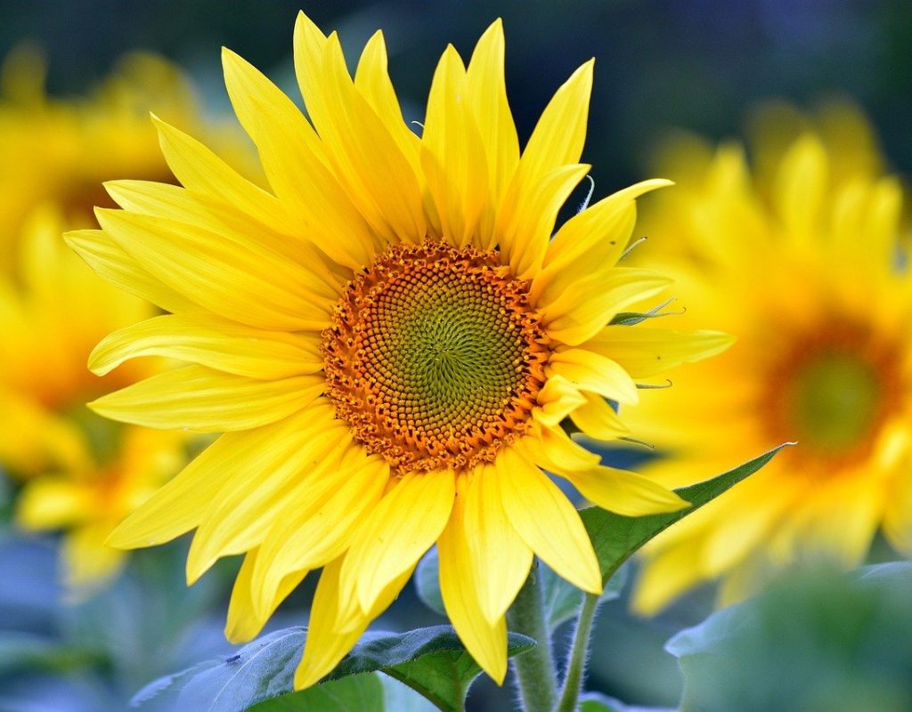 sunflowers-8351807_1280
